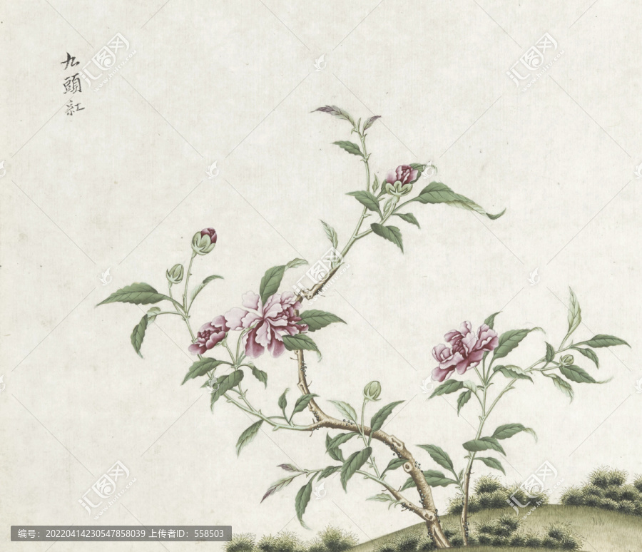 九頭紅花水彩花卉國畫素材插畫