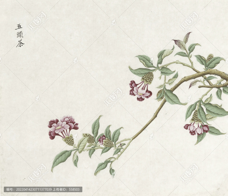 九頭茶花水彩花卉國畫素材插畫