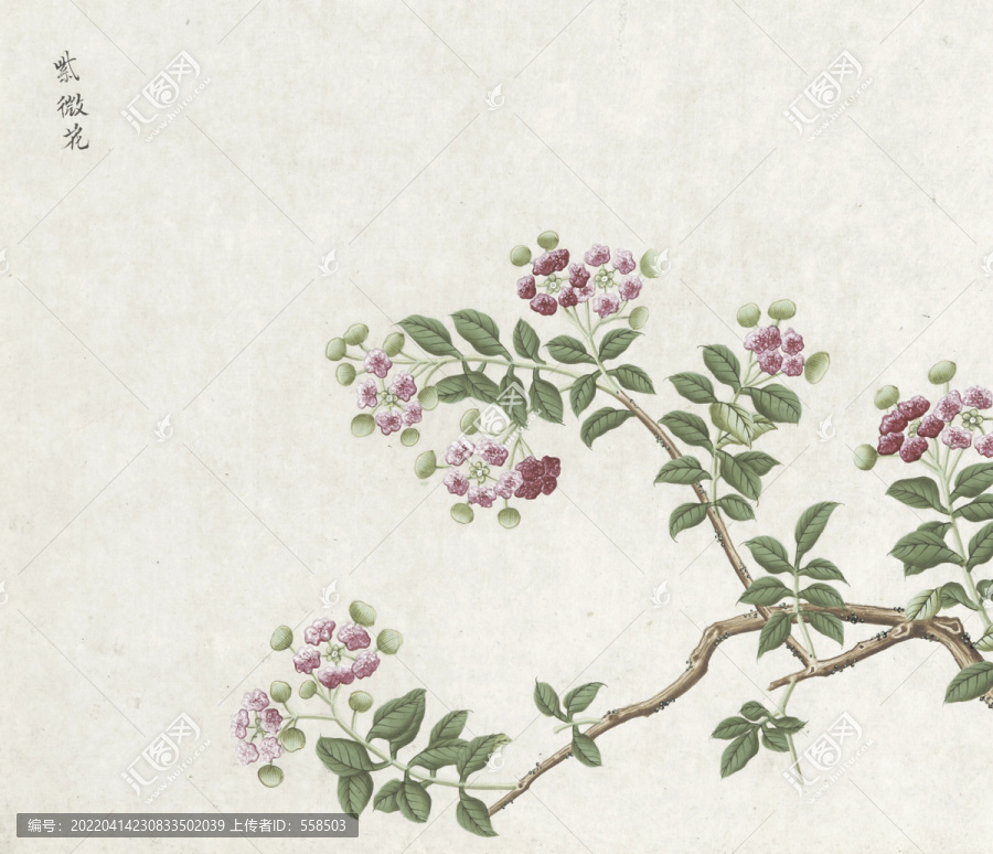 紫薇花水彩花卉國(guó)畫(huà)素材插畫(huà)