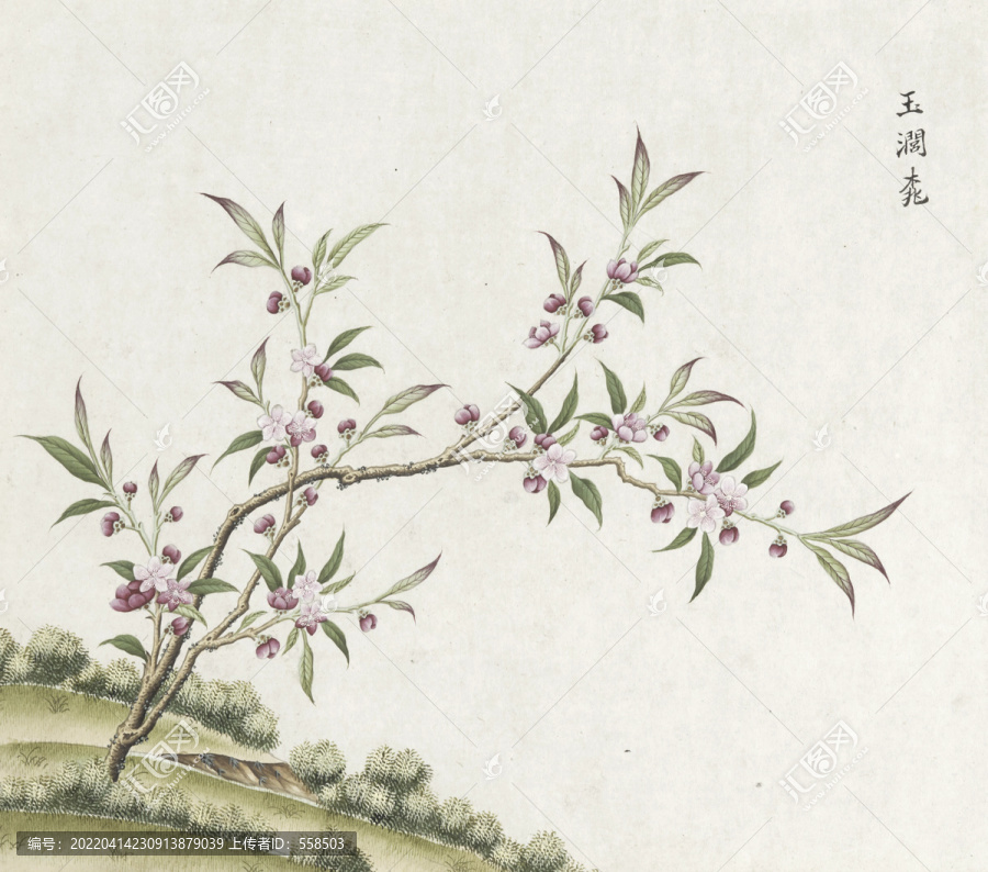 桃花水彩花卉國(guó)畫素材插畫