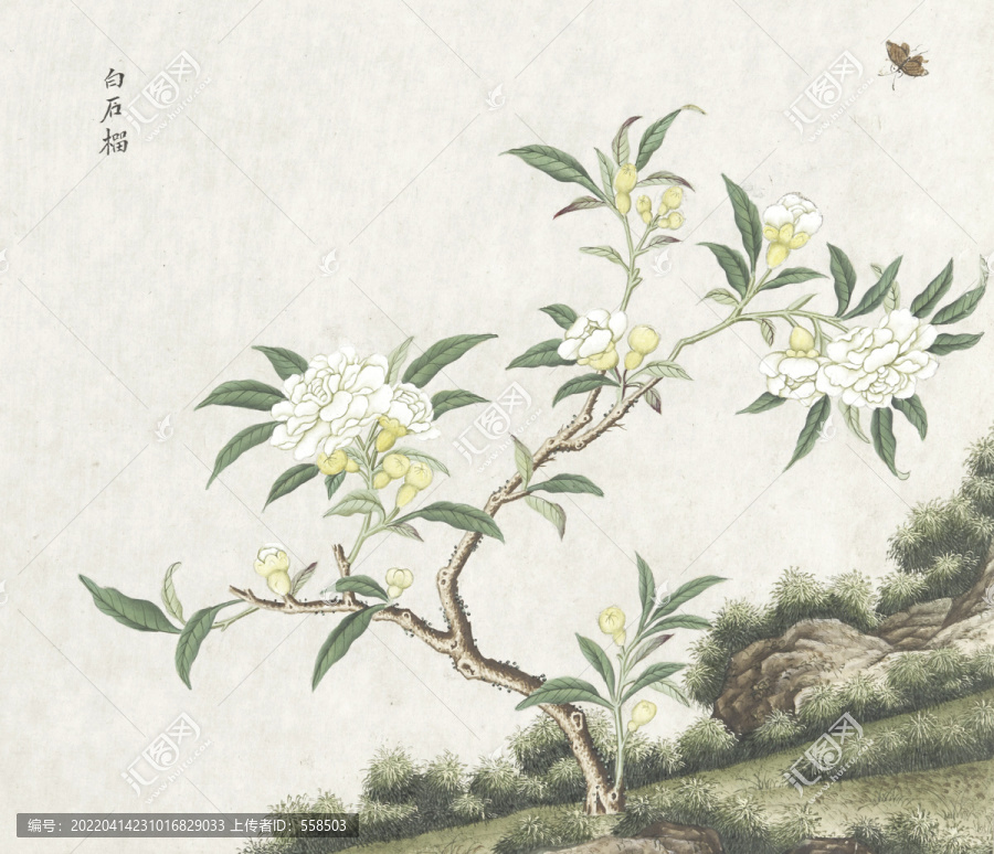 白石榴花水彩花卉國畫素材插畫