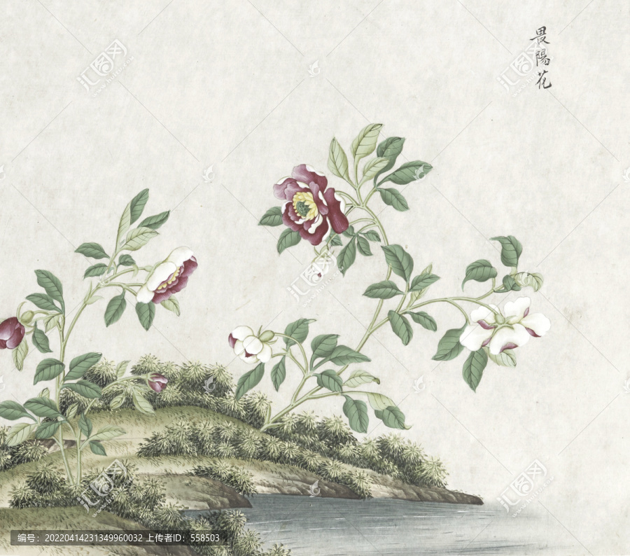 畏陽(yáng)花水彩花卉國(guó)畫素材插畫