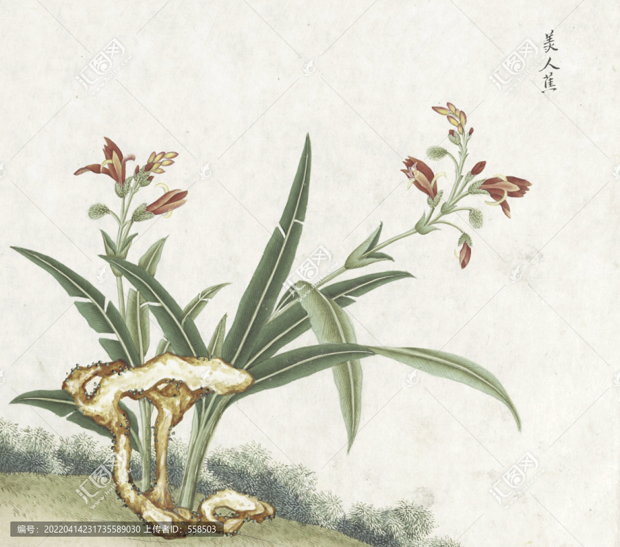 美人蕉水彩花卉國畫素材插畫