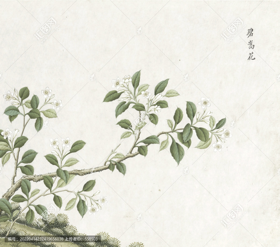 碧嵩花水彩花卉國畫素材插畫