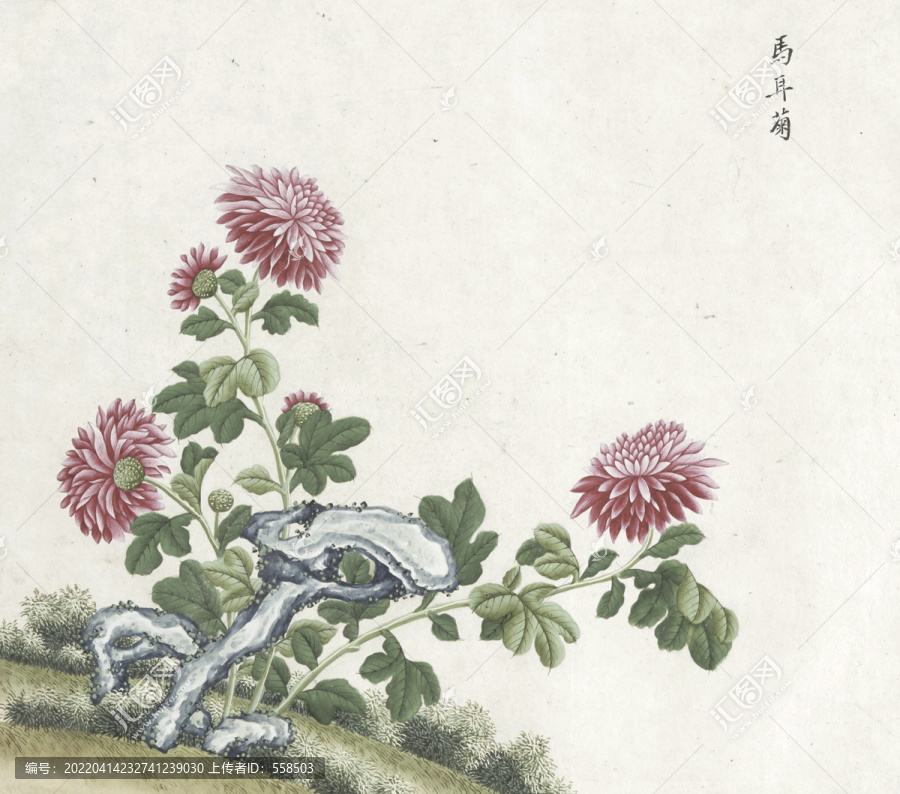 马耳菊花水彩花卉国画素材插画