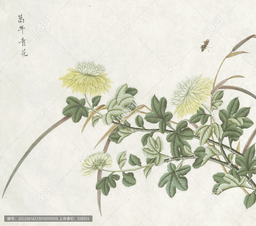 萬(wàn)年青花水彩花卉?chē)?guó)畫(huà)素材插畫(huà)