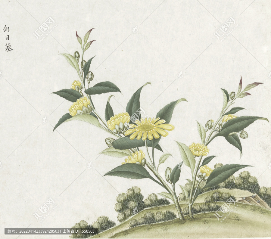 向日葵水彩花卉國畫素材插畫