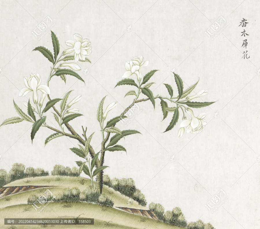 番木樨花花卉水彩國(guó)畫素材插畫
