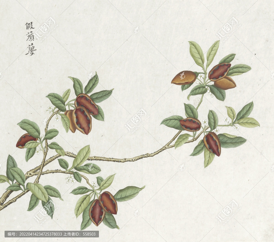 假蘋婆花卉水彩國畫素材插畫