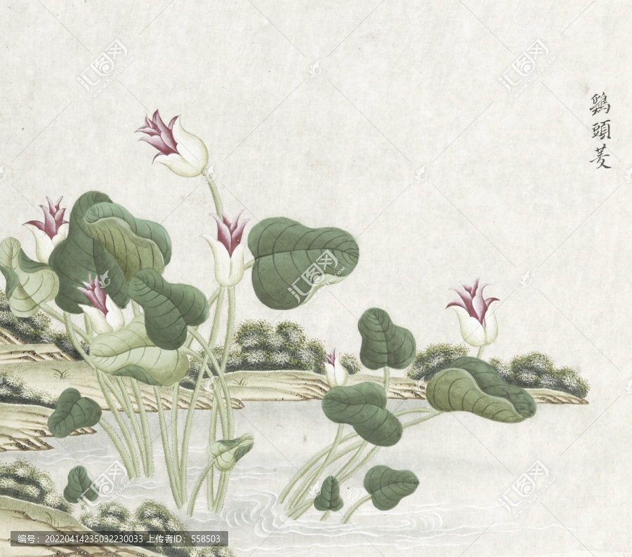 芡實(shí)花花卉水彩國(guó)畫素材插畫