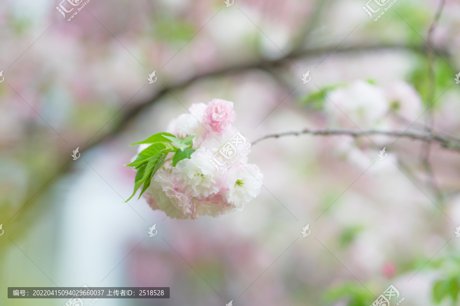 粉白色樱花盛开唯美背景