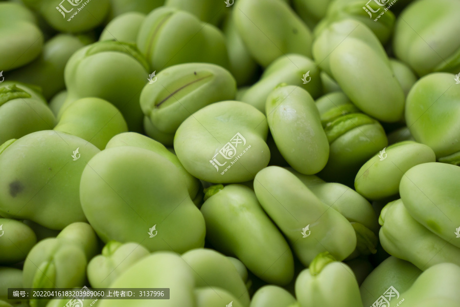 新鮮蠶豆