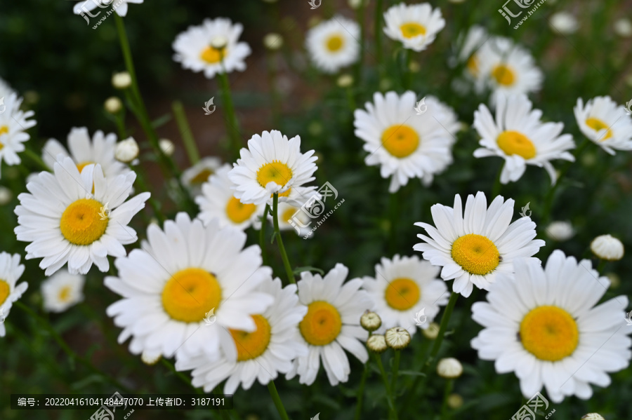 小菊花