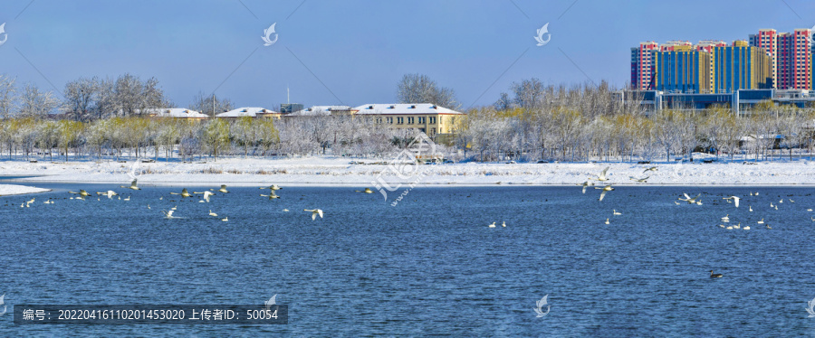 北京南海子天鹅湖雪景