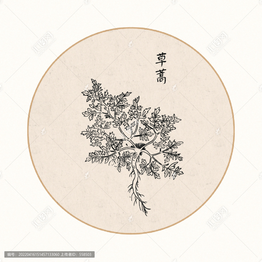 草蒿中醫(yī)中草藥素材白描矢量