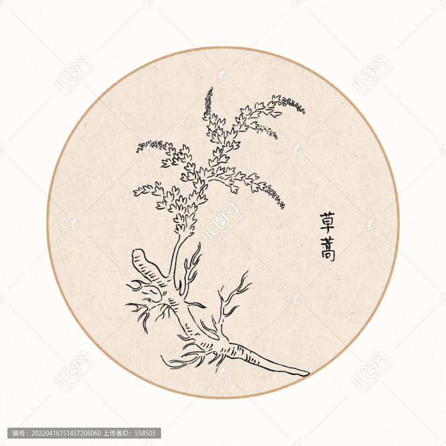 草蒿中醫(yī)中草藥素材白描矢量