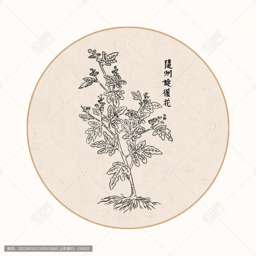 旋復(fù)花中醫(yī)中草藥素材白描矢量