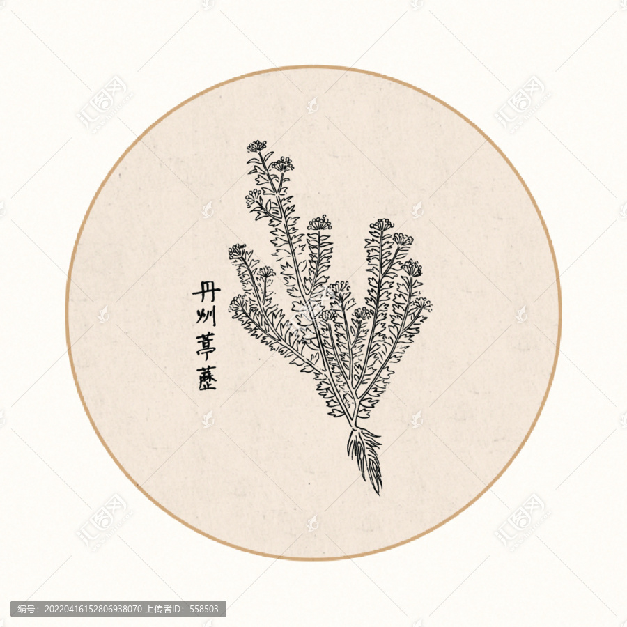 葶藶中醫中草藥素材白描矢量