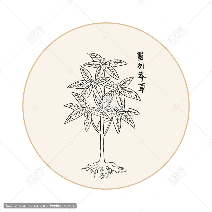 莽草中醫(yī)中草藥素材白描矢量