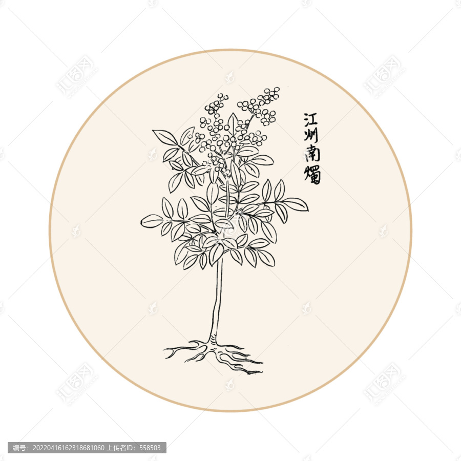 南燭中醫(yī)中草藥素材白描矢量
