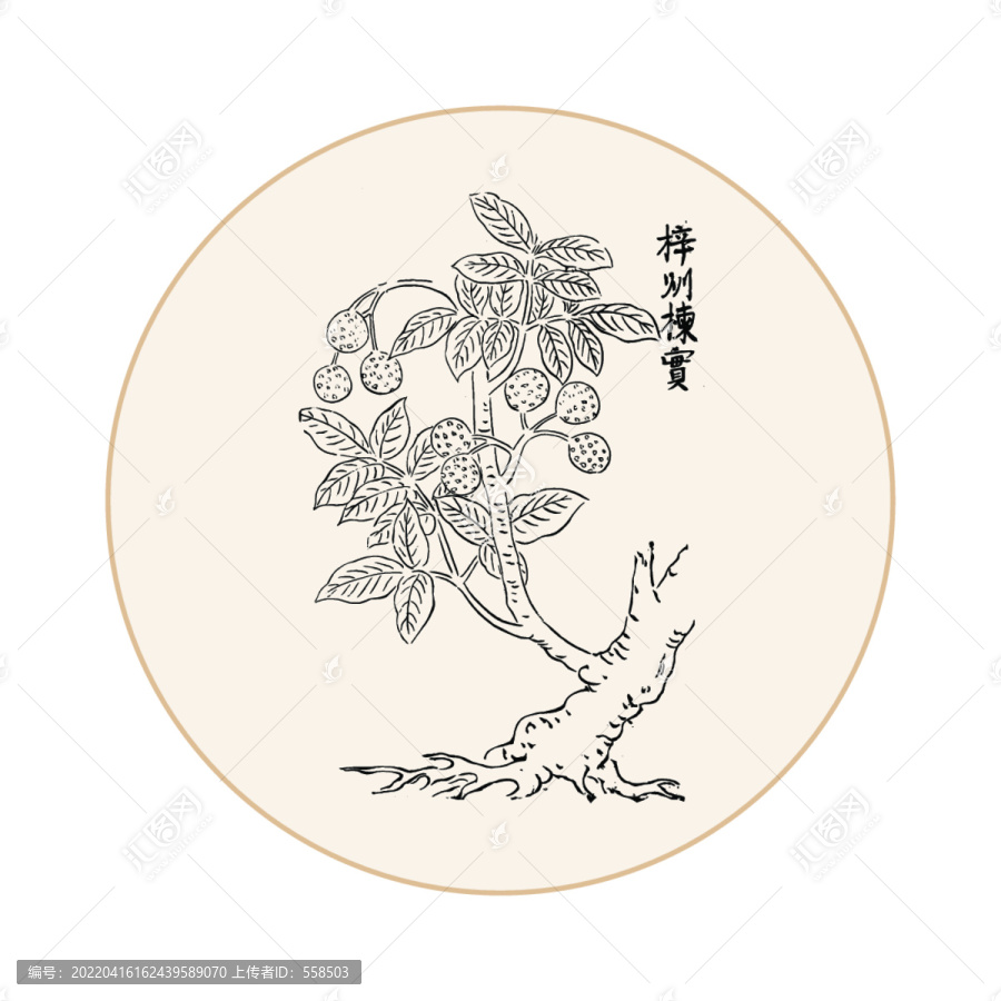 楝實中醫中草藥素材白描矢量