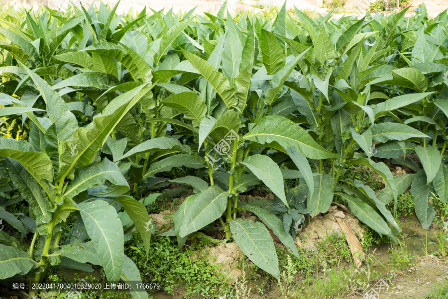 烟草种植