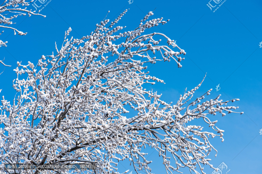 树枝上的雪