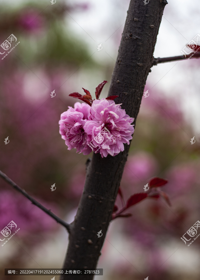 美人梅