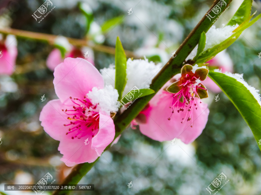 春雪桃花