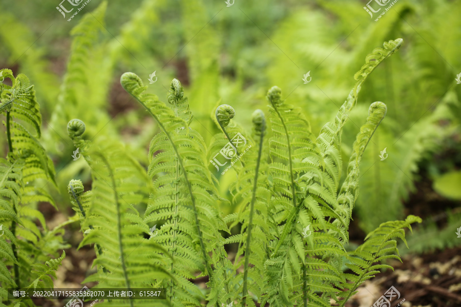 荚果蕨