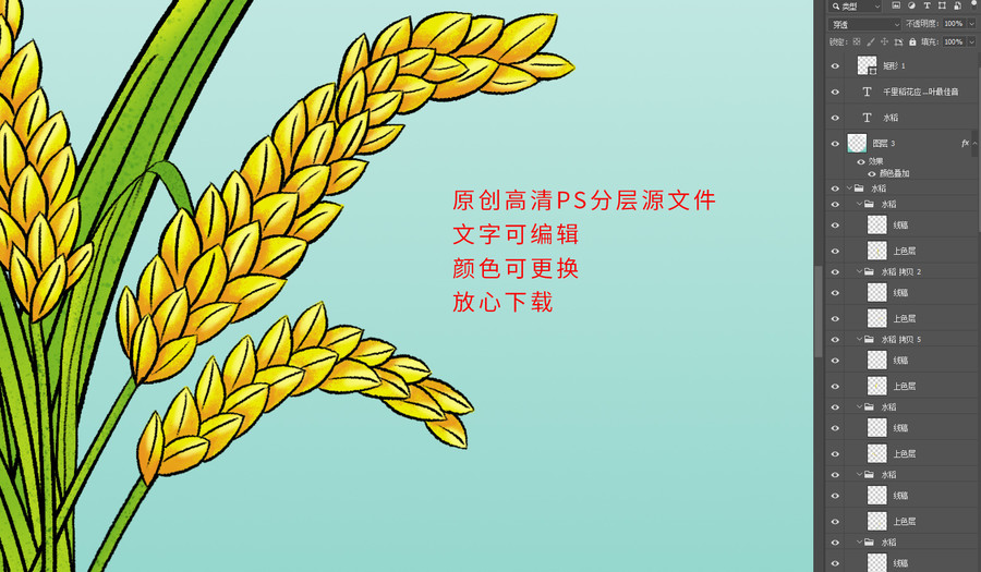 水稻插畫
