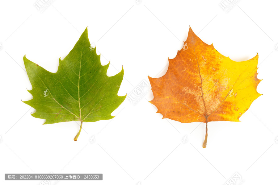 两片不同颜色的梧桐树叶