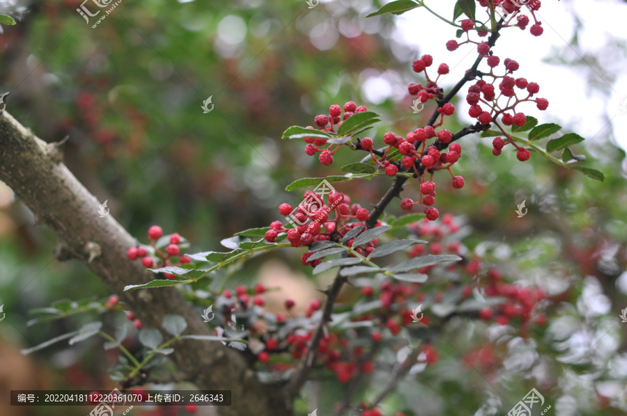 红花椒鲜花椒