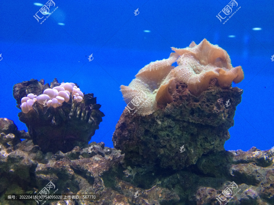 上海海洋水族馆