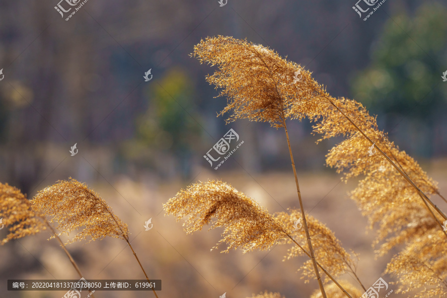 芦苇花