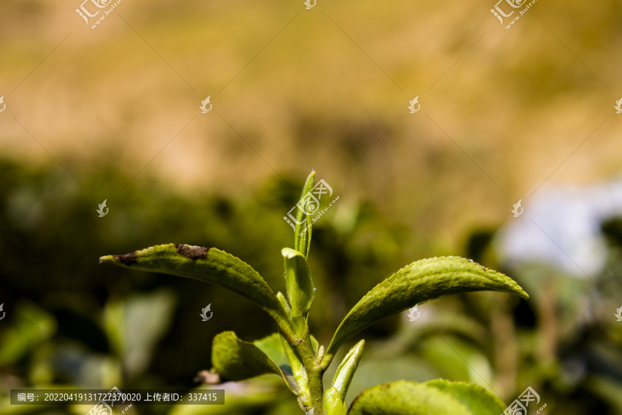 春茶茶尖