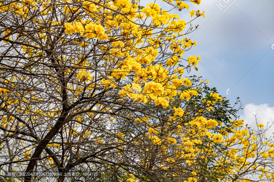 黄花树林