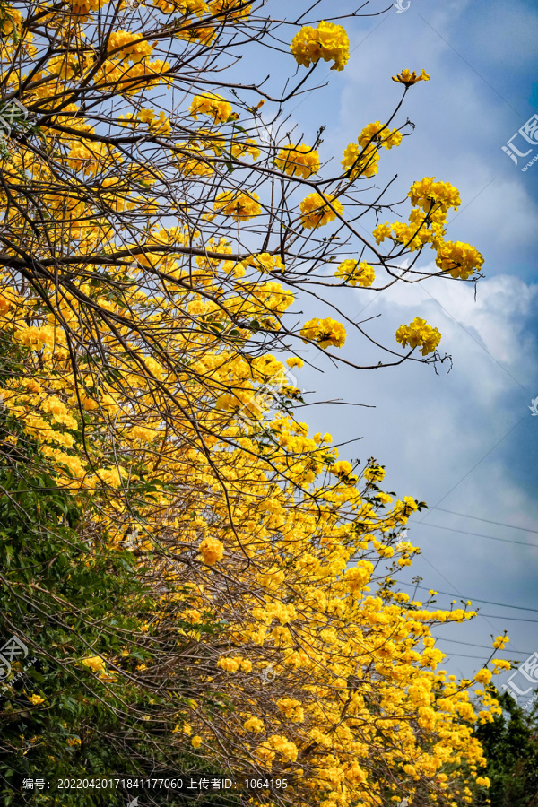 一树黄花