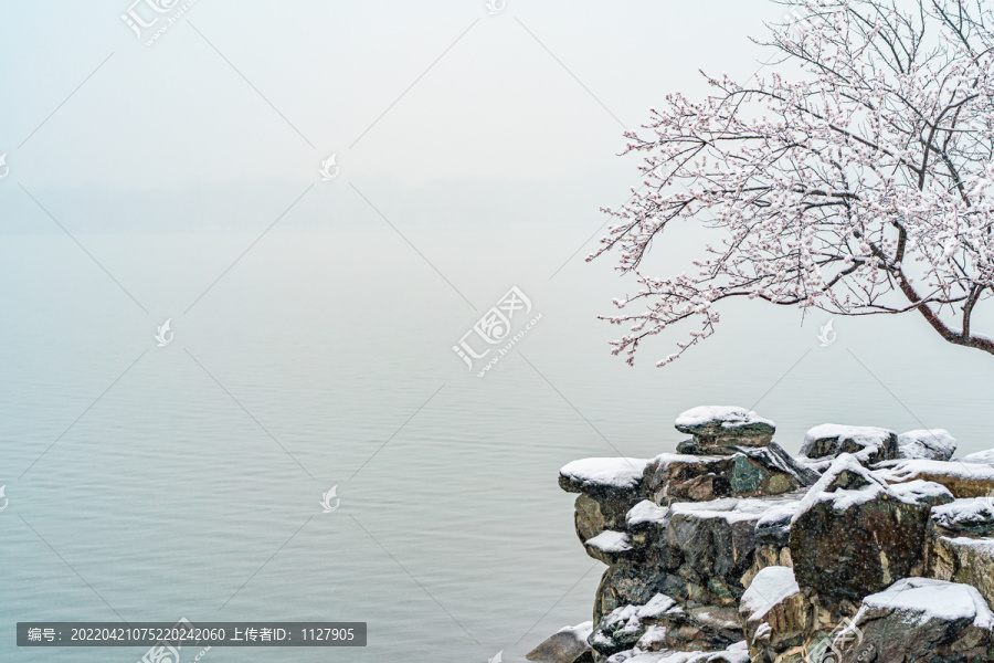 颐和园雪后桃花