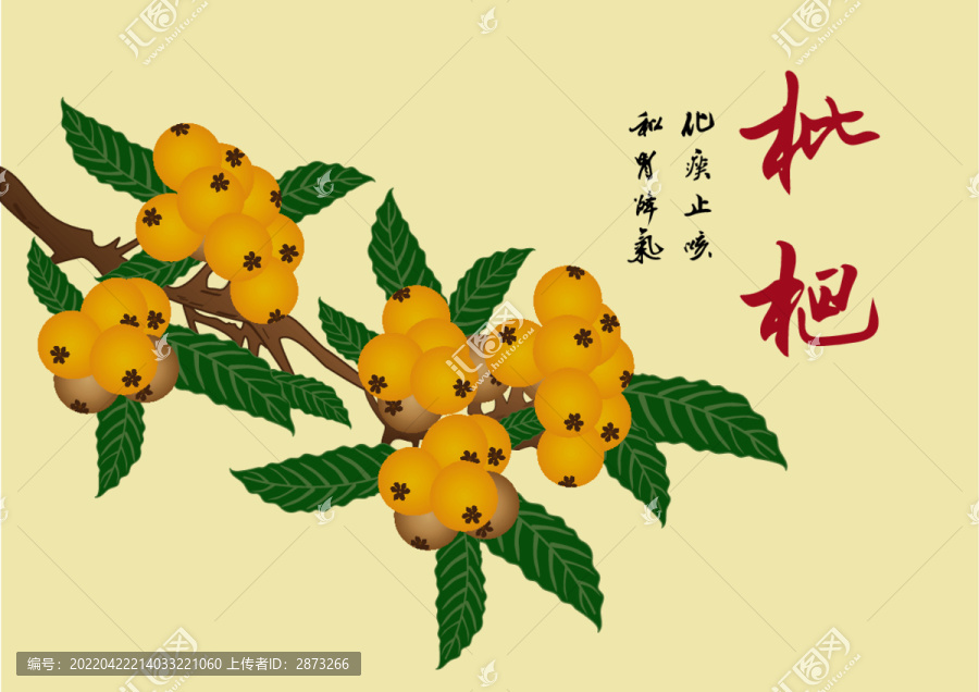手繪枇杷矢量圖
