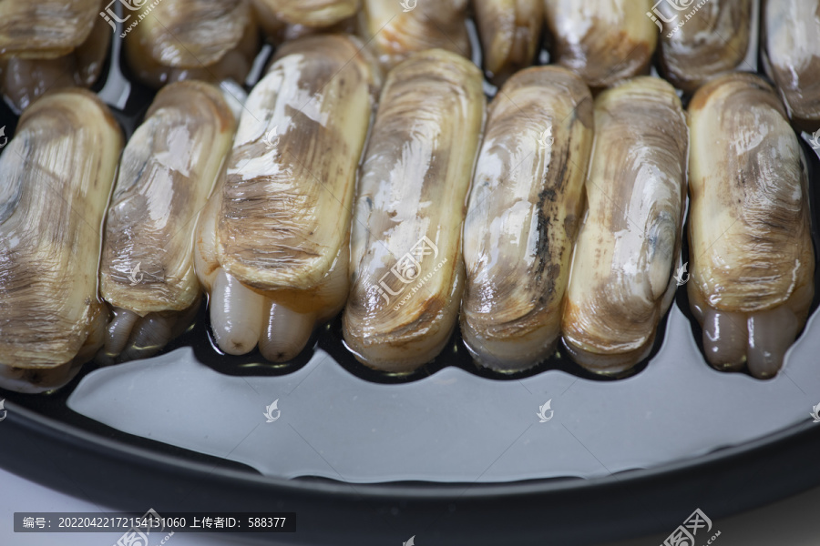 海鲜贝类蛏子