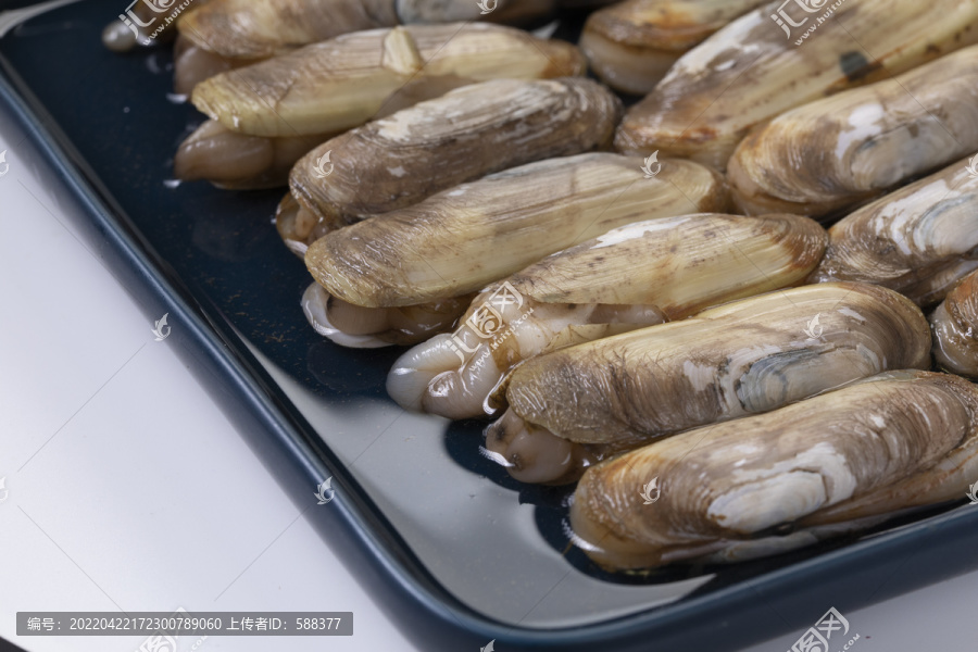 海鲜贝类蛏子