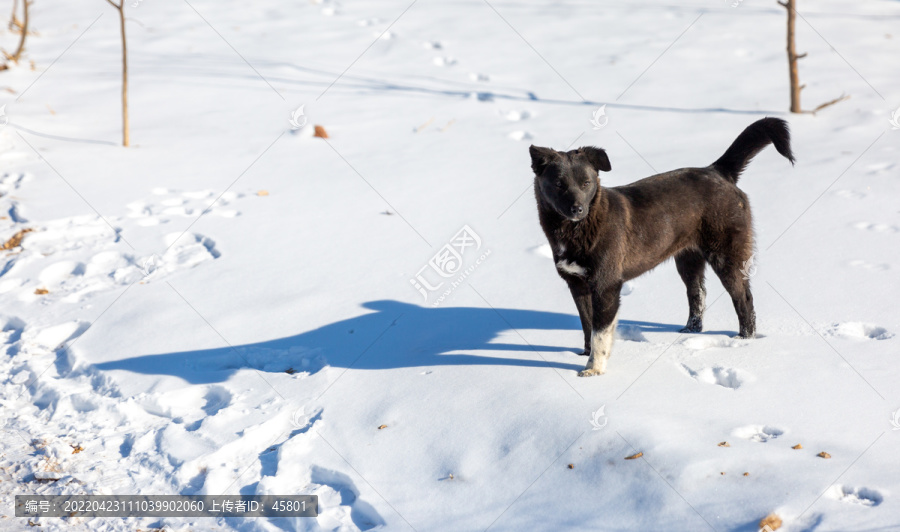 雪地里的狗