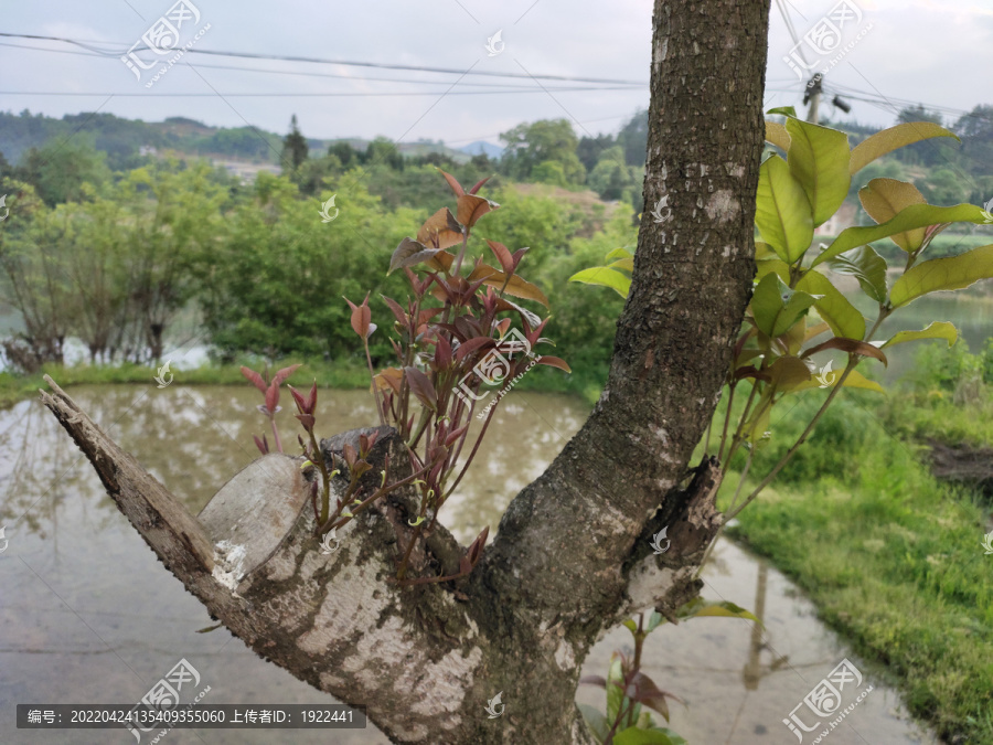 桂花树嫩芽