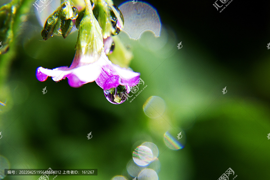 雨露滋润三叶花