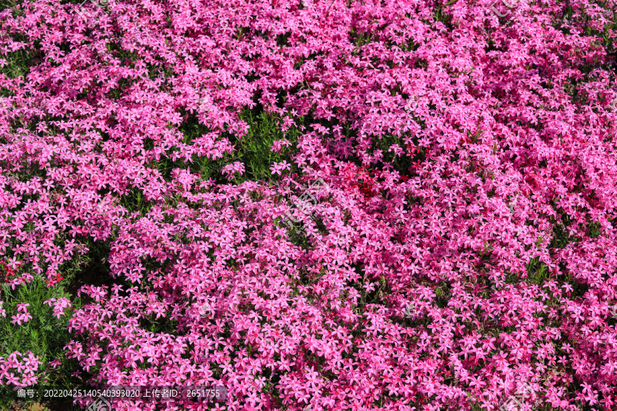 小花背景