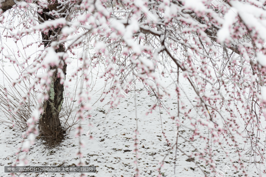 雪中花