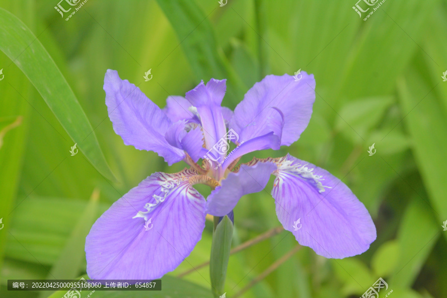 蝴蝶花