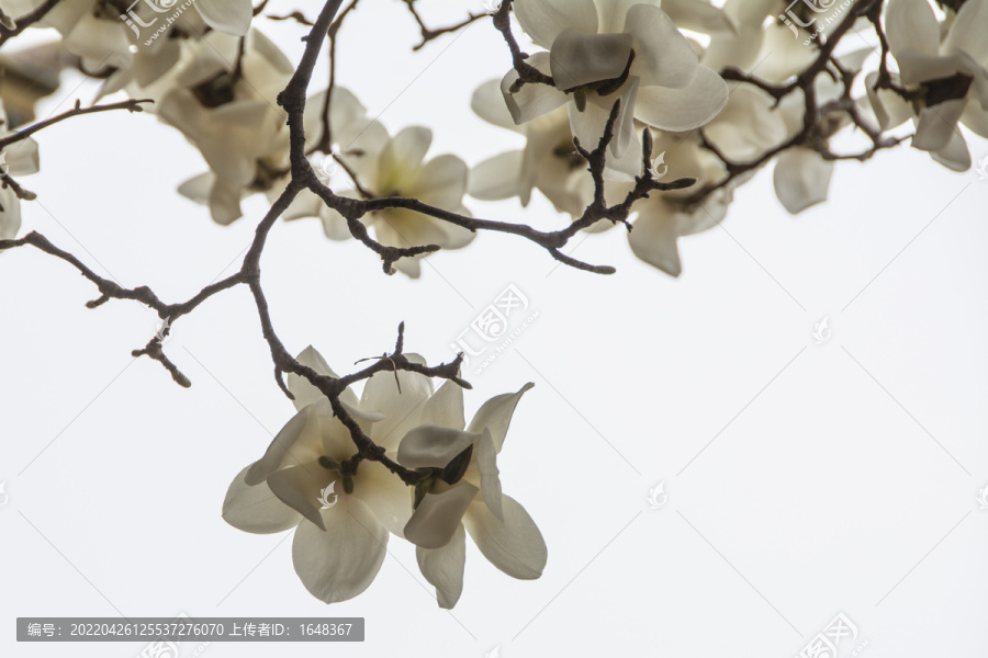 树枝头上几朵盛开的白玉兰花