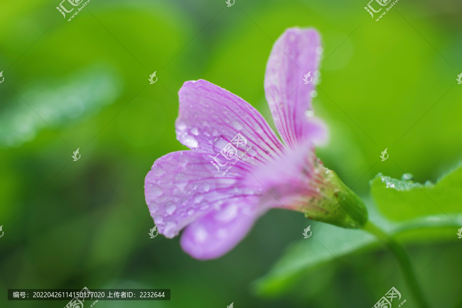 微距下的花花草草